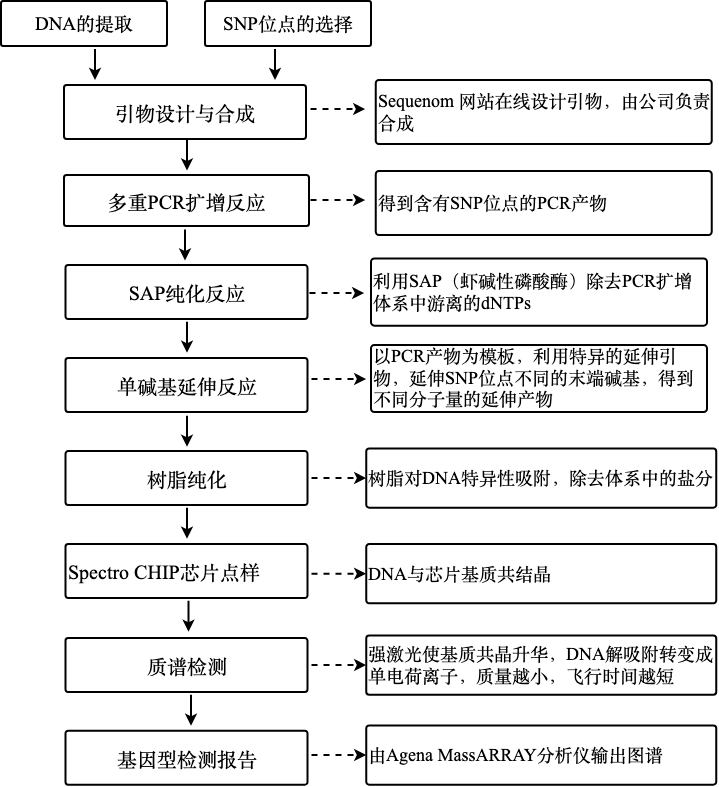 基因分型流程